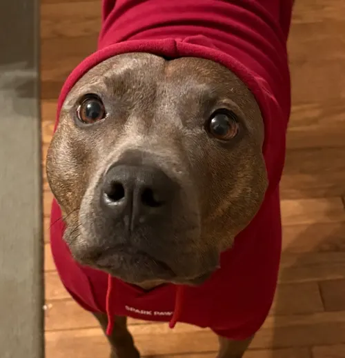 Doggo